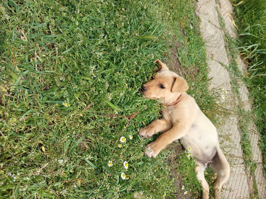 Безплатно куче на 2 месеца