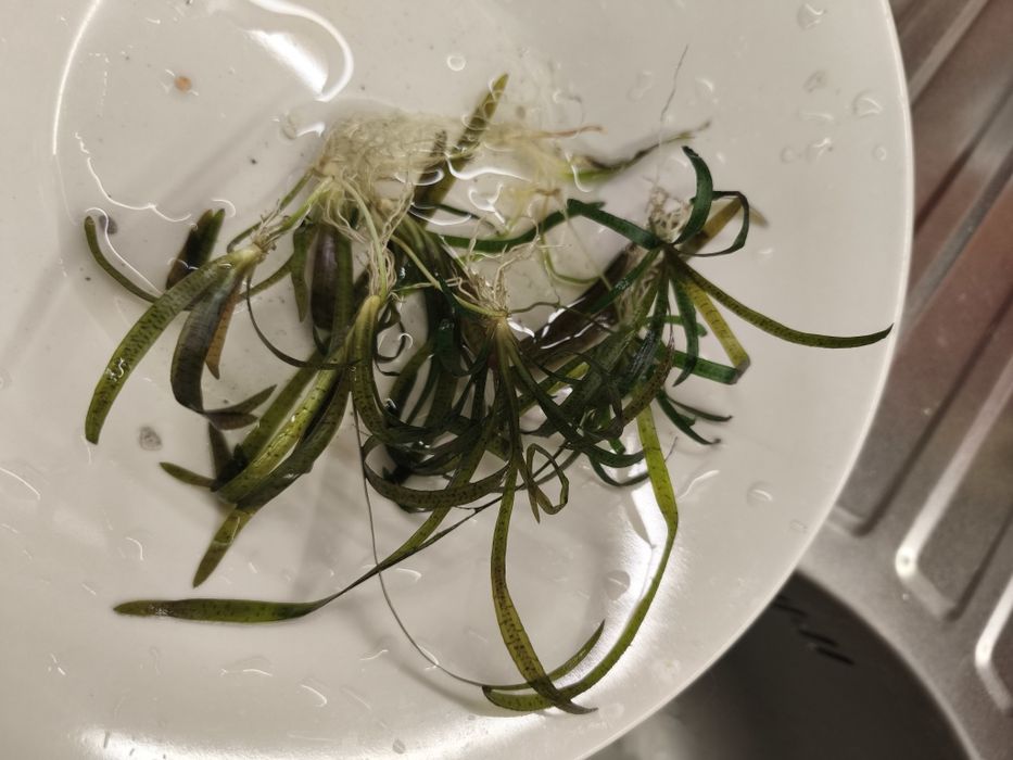 Продам кустики водоросли Валлиснерии