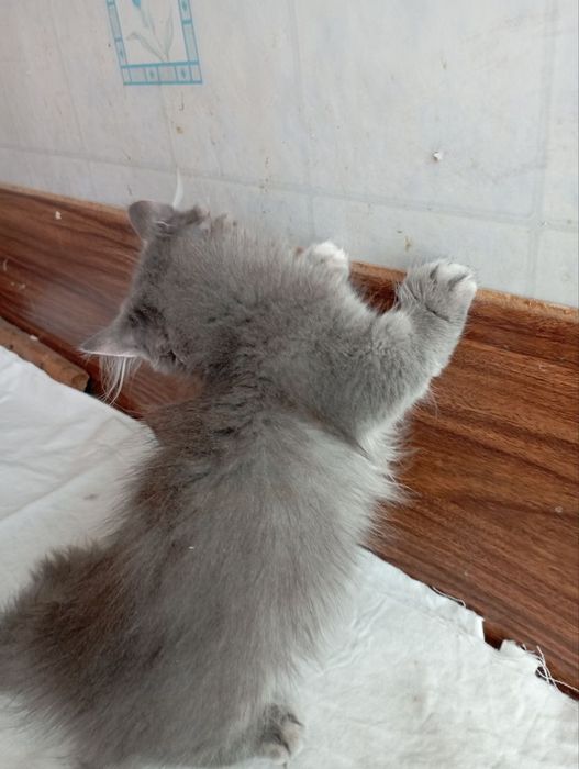 Манчкин девочка 4 мес.