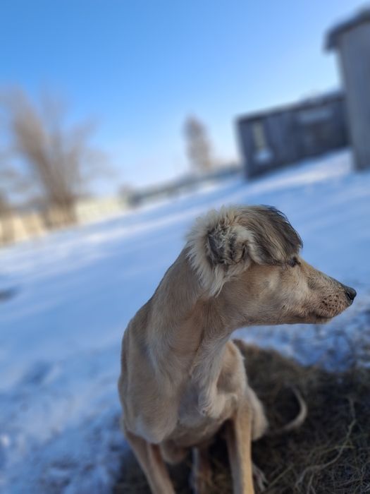 4-айлық тазы  күшік сатылад