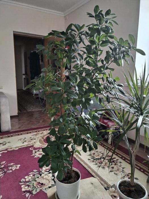 Комнатные растения