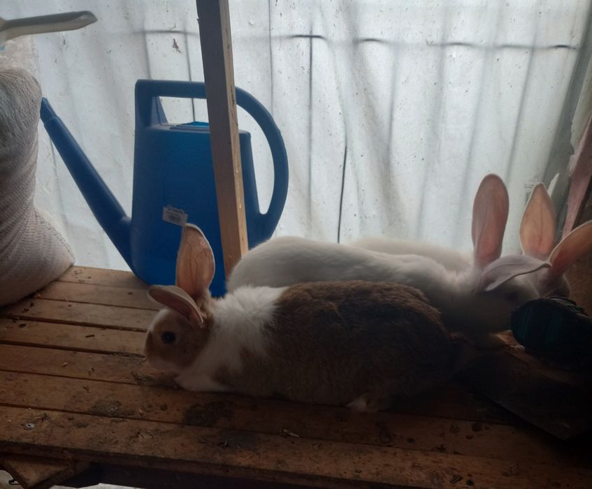Vand iepuri  de rasa hlykole de 2 lunii