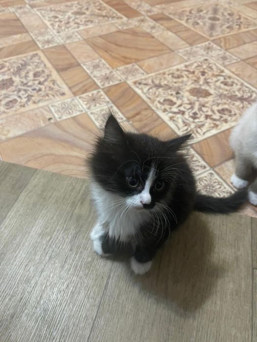 Отдам котят в хорошие руки