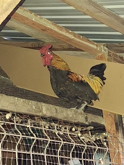 Vând găinuși și cocoșei americani