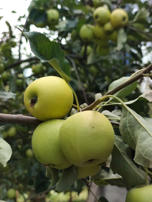 Продам яблоки золотой