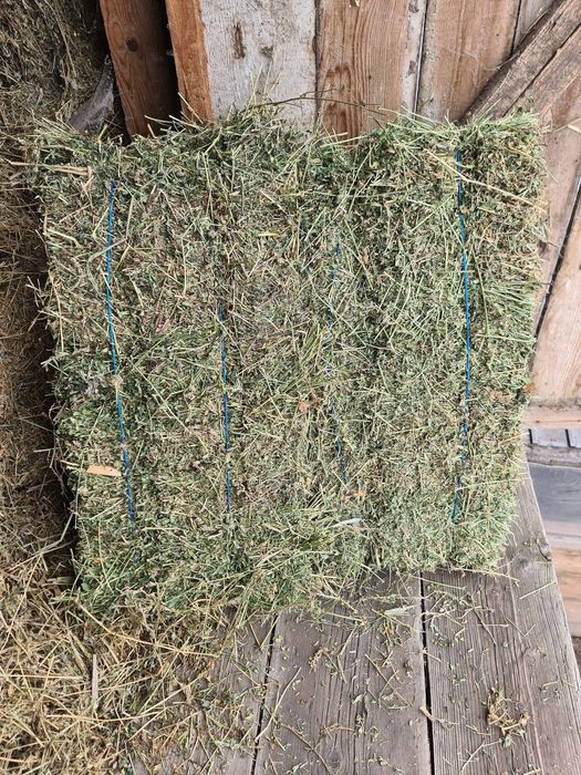 Vând baloti de lucerna