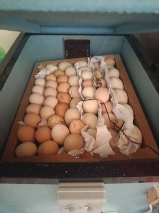 Продам новые инкубаторы