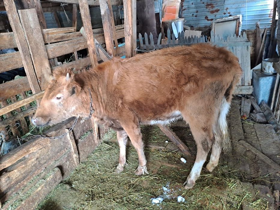 Продается теленок