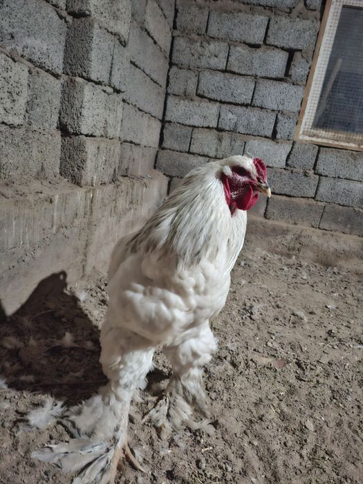 Петух светлой брама