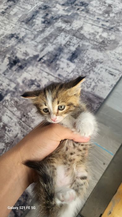 Продаж кошку очень маленький
