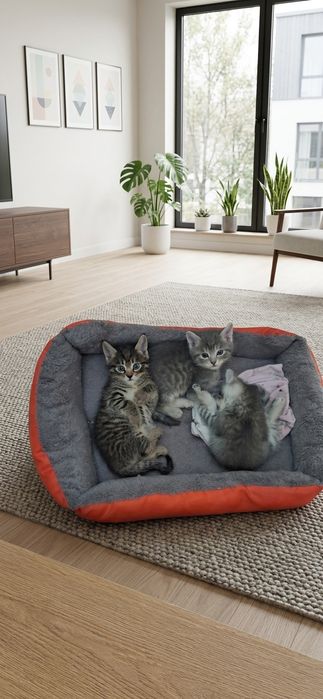 Отдам котят в добрые руки