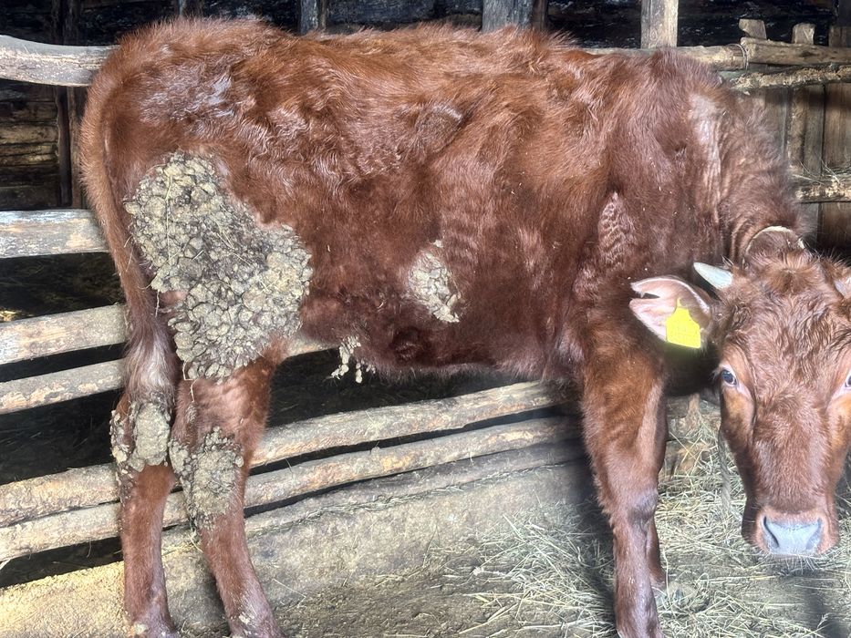 Продам телят годовалых