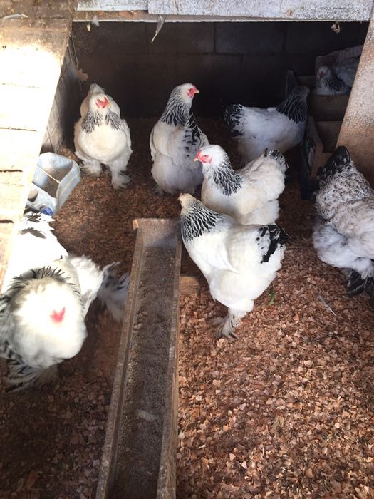 Инкубационные яйца Брама