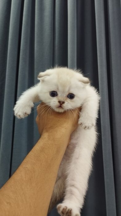серебристая шиншилла