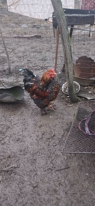 Cocoși gold găini brahma din primăvară