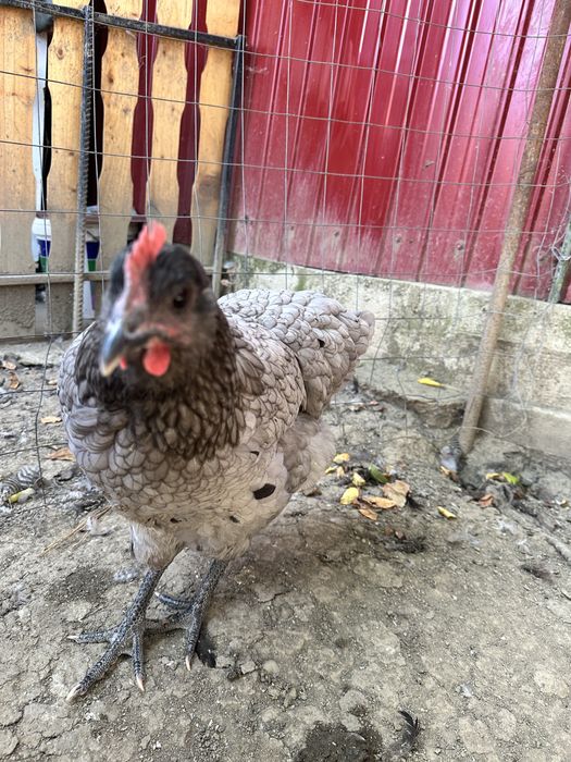Puicute australorp