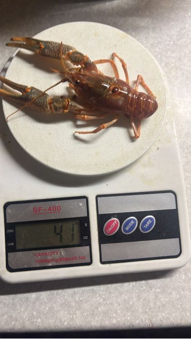 Раки свежий завоз