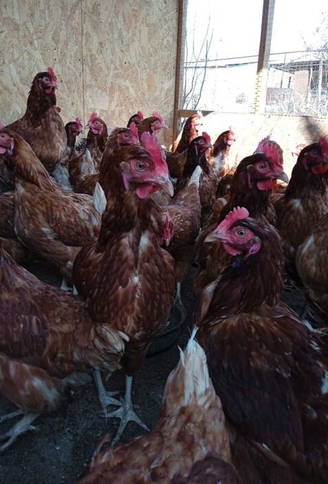 Курочки Ломан Браун