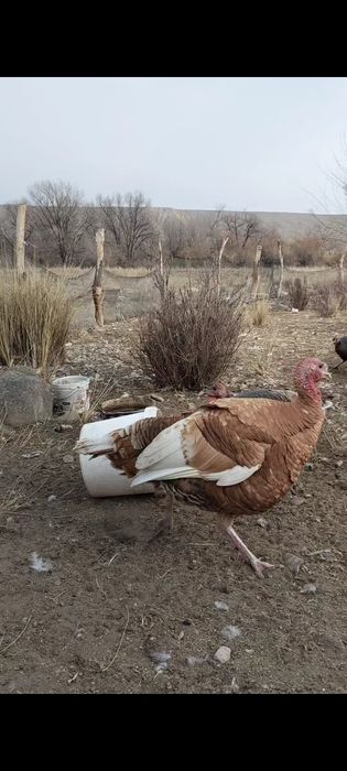 6-7 айлық индюктер