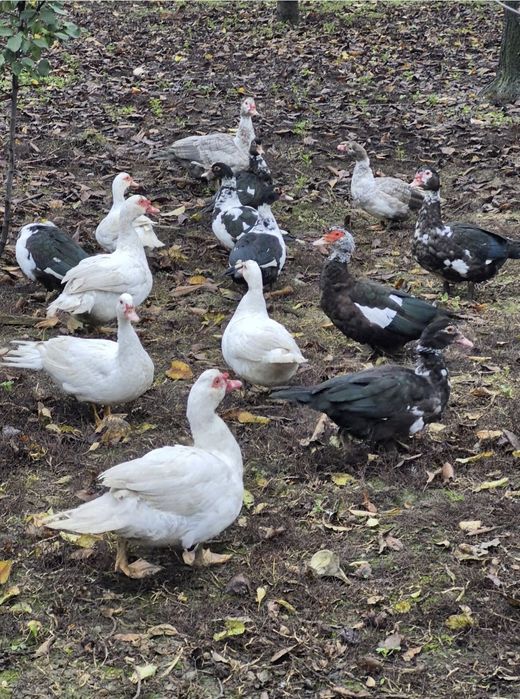 Rațe leșești mute