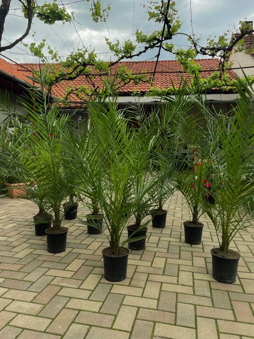 Palmieri Phoenix Canariensis
