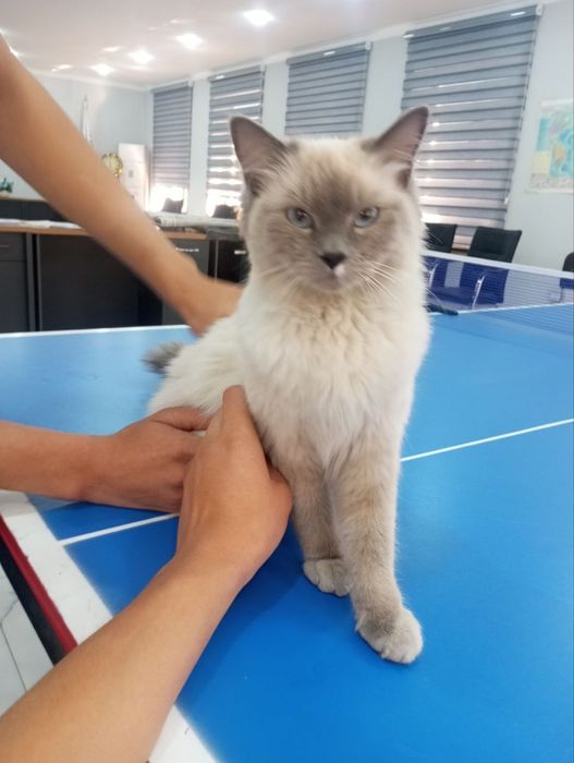 Регдолл мушук  кулга  ургатилга