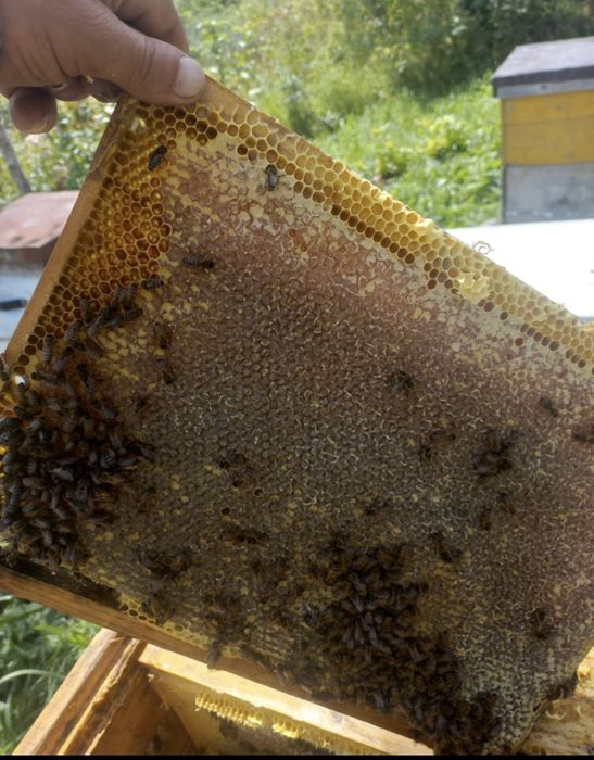 Продажа пчелопакетов