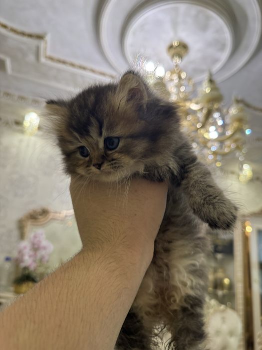 Продаются чисто кровный серебристий и залатистый шиншиллы котяти