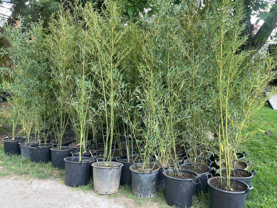 Tuia smaragd, prunus, photinia red robin, bambus