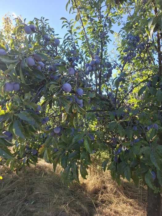 Prune pentru țuică Anna Späth
