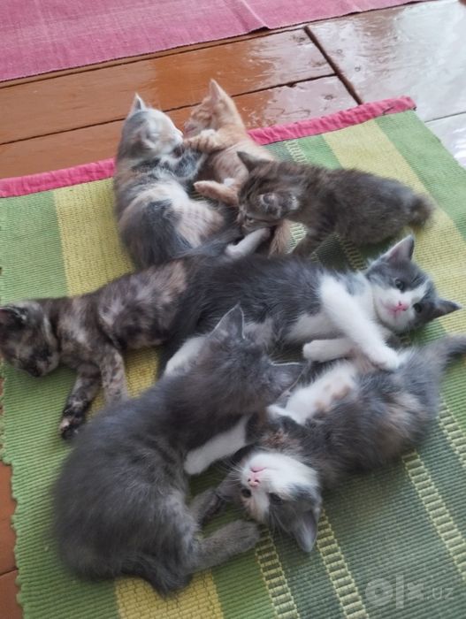 Отдадим котят в добрые руки