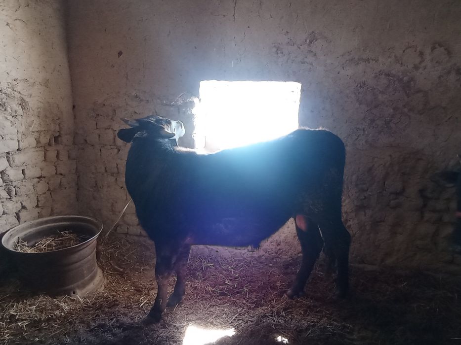 Novos sotiladi bir yarim yosh