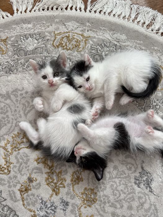 Котята в добрые руки!