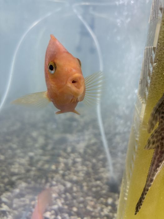 Рыба попугай red parrot fish