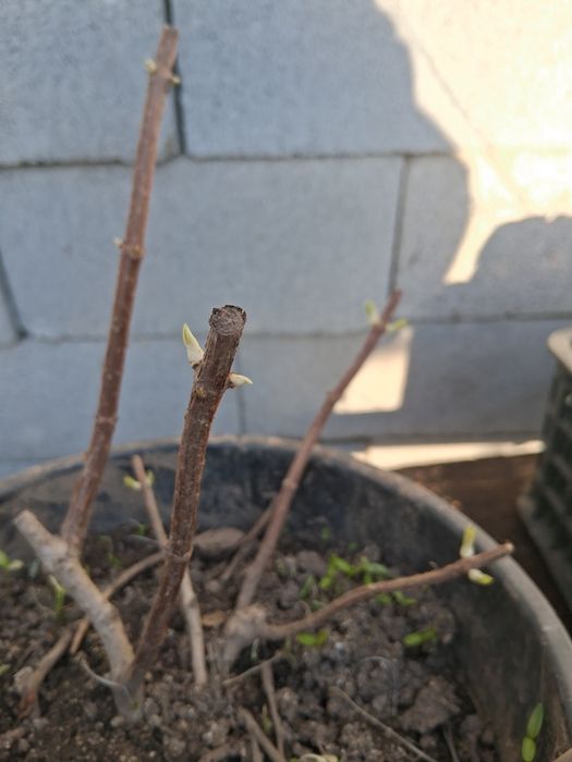 Гортензии метельчатая. ВАНИЛЛА ФРЕЙЗ