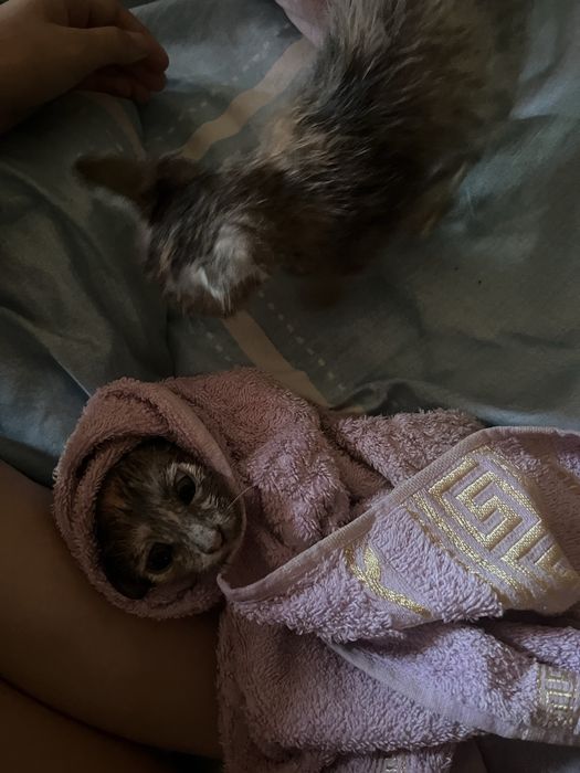 Котята бесплатно