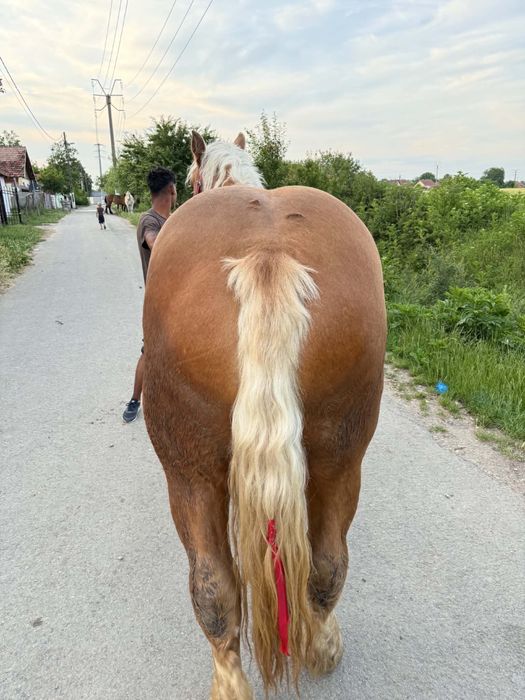 Vand maza de 2 ani