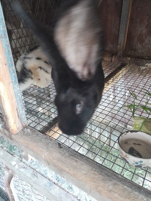 Срочно продам кроликов