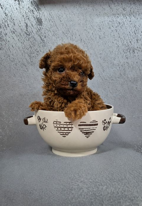 Toy poodle/ Той пудел