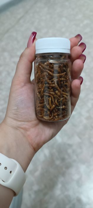 Продам мучных червей