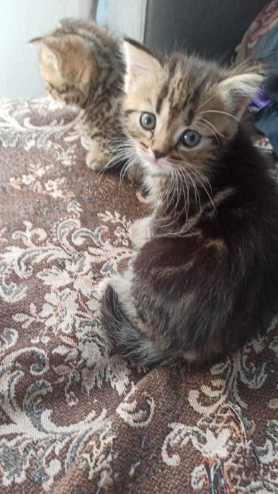 В продаже котята Британцы