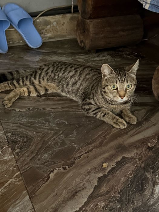 Отдам Кота в добрые руки