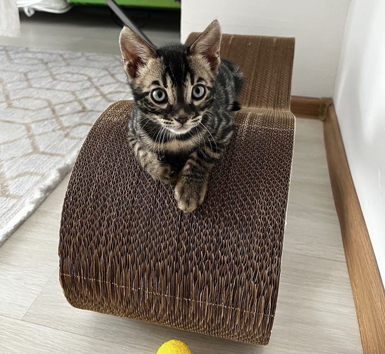 Продам бенгальского кота