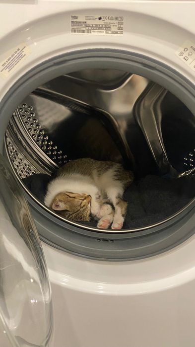 Кошечка девочка.