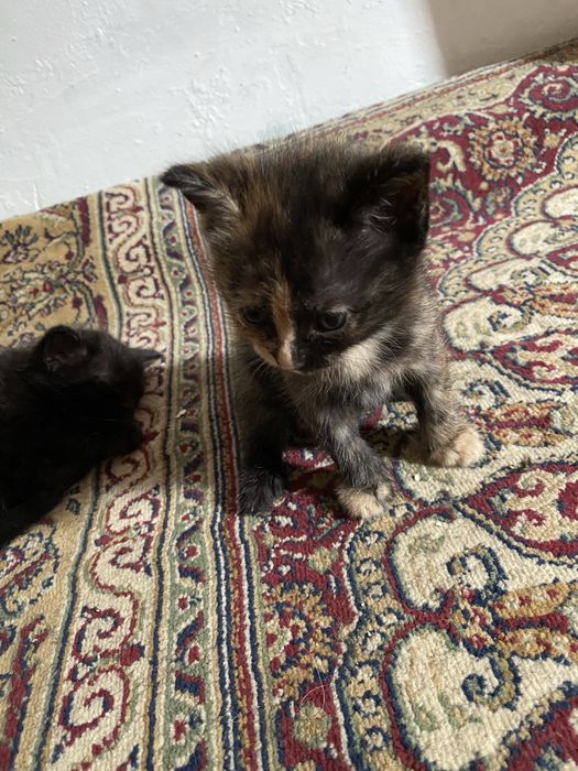 Котята 2 месяца