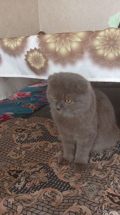 Скоттиш фол кошкад