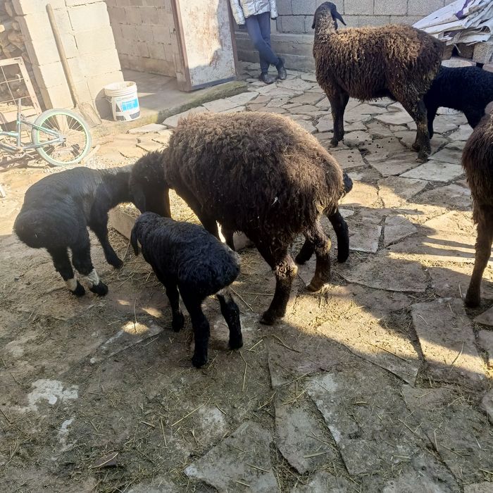 Қозылы қои 130000 саудасы бар