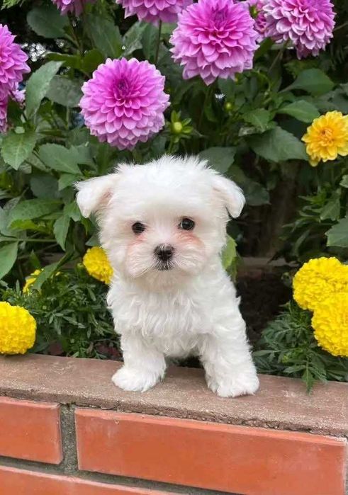 Bichon maltez mini toy