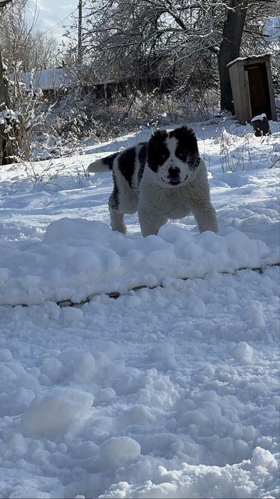 Супер тяж девочка линия бомба