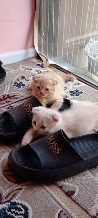 Веслоухий котенок